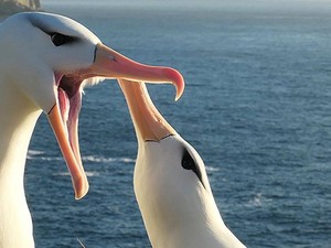 Mengapa Ikan dan Burung Laut Bisa Minum Air Asin?