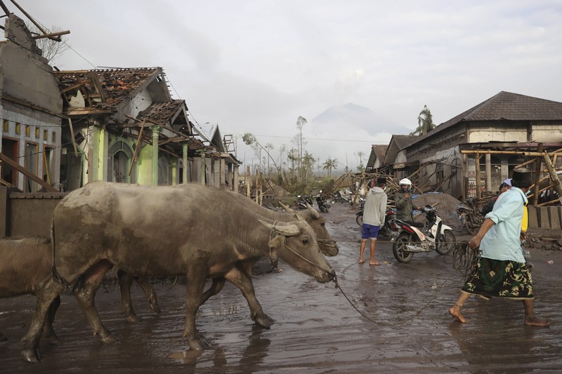 Kondisi Rumah Warga Usai Erupsi Gunung Semeru (5/12/2021) A man brings his buffaloes for evacuation past houses covered with ash following an eruption of Mount Semeru, seen in the background, in Lumajang, East Java, Indonesia, Sunday, Dec. 5, 2021. The highest volcano on Indonesia’s most densely populated island of Java spewed thick columns of ash, searing gas and lava down its slopes in a sudden eruption triggered by heavy rains on Saturday. (AP Photo/Trisnadi)