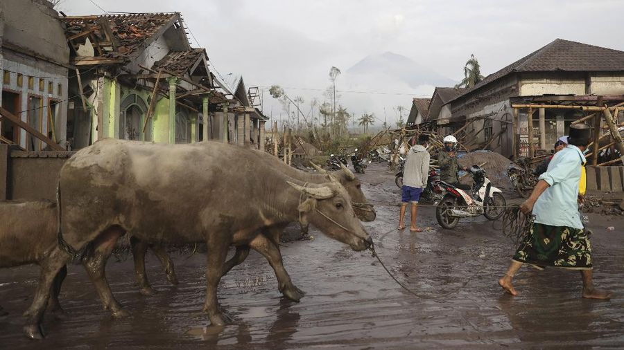 A man brings his buffaloes for evacuation past houses covered with ash following an eruption of Mount Semeru, seen in the background, in Lumajang, East Java, Indonesia, Sunday, Dec. 5, 2021. The highest volcano on Indonesia’s most densely populated island of Java spewed thick columns of ash, searing gas and lava down its slopes in a sudden eruption triggered by heavy rains on Saturday. (AP Photo/Trisnadi)