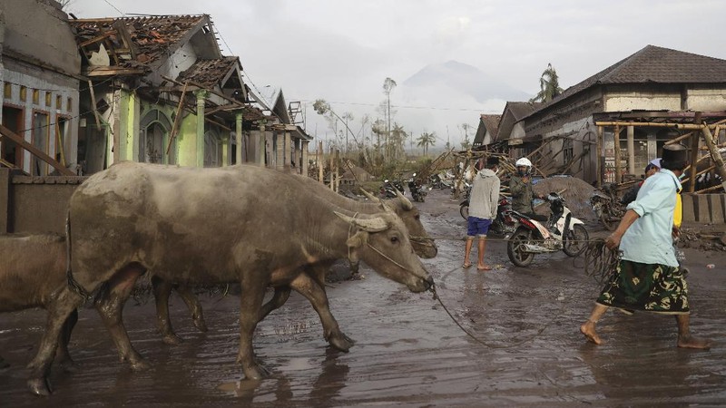 A man brings his buffaloes for evacuation past houses covered with ash following an eruption of Mount Semeru, seen in the background, in Lumajang, East Java, Indonesia, Sunday, Dec. 5, 2021. The highest volcano on Indonesia’s most densely populated island of Java spewed thick columns of ash, searing gas and lava down its slopes in a sudden eruption triggered by heavy rains on Saturday. (AP Photo/Trisnadi)