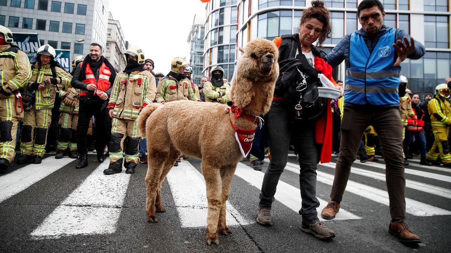 Demonstrators stand next to an alpaca during a protest against the Belgian government's restrictions imposed to contain the spread of the coronavirus disease (COVID-19), in Brussels, Belgium December 5, 2021. REUTERS/Johanna Geron     TPX IMAGES OF THE DAY