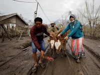 Warga Terdampak Erupsi Semeru Amankan Barang hingga Ternak