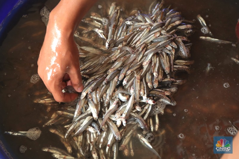 Pekerja melakukan bongkar muat ikan di Pasar Ikan Muara Baru, Jakarta, Kamis (9/12/2021). (CNBC Indonesia/Tri Susilo)