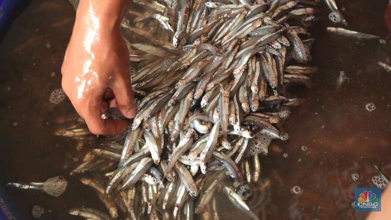 Pekerja melakukan bongkar muat ikan di Pasar Ikan Muara Baru, Jakarta, Kamis (9/12/2021). (CNBC Indonesia/Tri Susilo)
