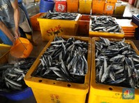 Bahaya! Gegara Ini Harga Ikan Bisa Naik dan Jadi Langka di RI