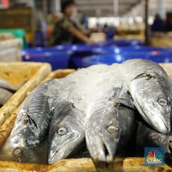 Banyak Nelayan Miskin, Triliunan dari Ikan Laut RI ke Mana?