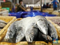 Banyak Nelayan Miskin, Triliunan dari Ikan Laut RI ke Mana?