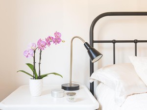 Rahasia Tidur Nyenyak: 5 Tanaman Hias yang Wajib Ada di Kamar