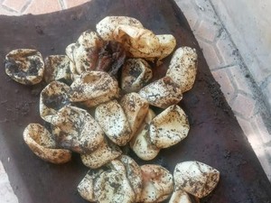 5 Ciri-ciri Telur Ular Kobra dan Apa yang Harus Dilakukan Jika Menemukannya