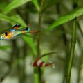 Ikan guppy (Photo by basuka via Pixabay)