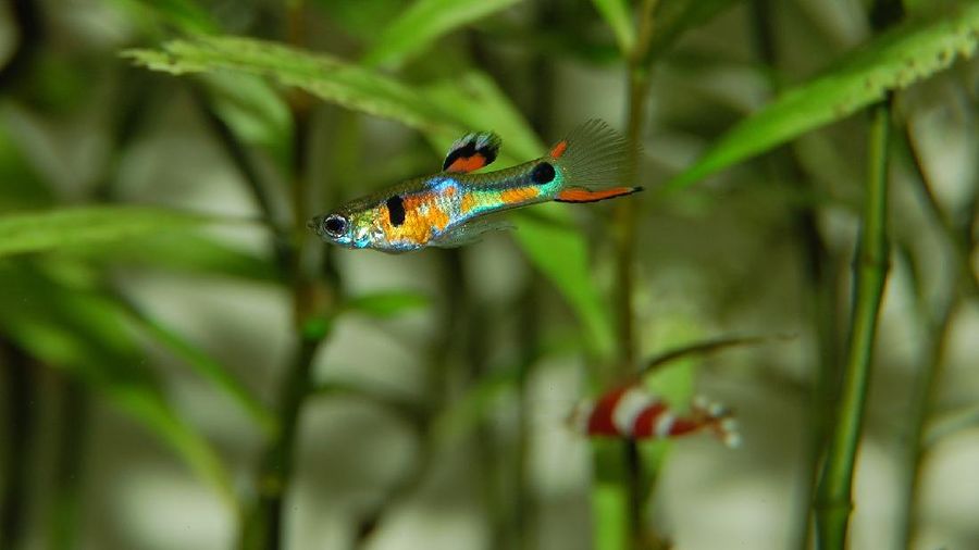 Ikan guppy (Photo by basuka via Pixabay)