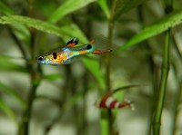 Ikan guppy (Photo by basuka via Pixabay)