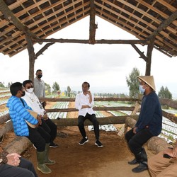 Petani Kebanjiran Impor Saat Panen, Jokowi Telepon Mendag!