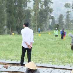 Proyek Pangan 'Raksasa' Jokowi Masih Jalan, Ini Progresnya