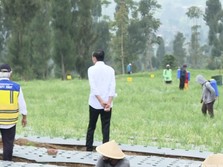 Proyek 'Food Estate' Jokowi Gagal? Prabowo Angkat Bicara