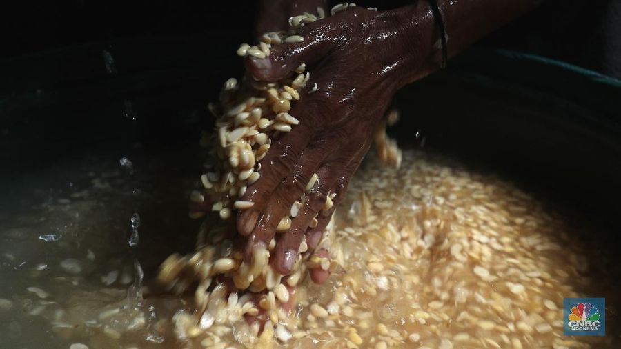 Suarso (68) menyelesaikan pembuatan tempe di kawasan Jakarta, Rabu (15/12/2021). Kementerian Perdagangan (Kemendag) memastikan, ketersediaan kedelai untuk bahan baku tempe dan tahu dalam negeri cukup untuk memenuhi kebutuhan Natal 2021 dan tahun baru 2022. Bahkan, Kemendag memperkirakan pasokan kedelai akan terjaga sampai kuartal I 2022.“Pasokan kedelai dari negara eksportir cukup baik. Saat ini negara produsen tengah memasuki masa panen, sehingga kami optimis pasokan kedelai akan cukup hingga kuartal pertama 2022,” kata Direktur Jenderal Perdagangan Luar Negeri, Oke Nurwan dikutip dari website resmi Kementerian Perdagangan.
Namun, ia tak merinci berapa jumlah pasokan kedelai yang tersedia saat ini. Ia hanya menyatakan dengan kecukupan pasokan itu, pihaknya memperkirakan harga kedelai stabil.
Sementara itu berdasarkan data Chicago Board of Trade (CBOT), harga kedelai dunia pada akhir November 2021 di sekitar USD12,17 per bushels atau setara USD446 per ton, turun dibanding awal Juni 2021 yang tercatat sebesar US$15,42 per bushel setara US$566 per ton.
