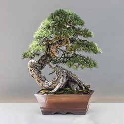 Harga Tembus Miliaran, Ini 7 Tanaman Bonsai Termahal di Dunia