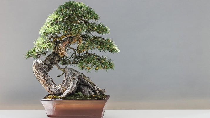 Bonsai Pinus (Photo by ilyessuti via Pixabay)