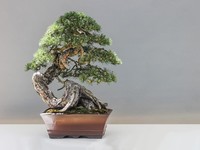 Harga Tembus Miliaran, Ini 7 Tanaman Bonsai Termahal di Dunia