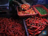 Ini Cara Pemerintah Biar Harga Cabai Tidak Melambung