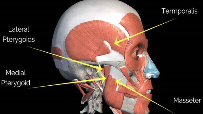 Scientists Find New Organs in the Human Body, Here’s What It Looks Like