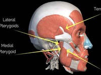 Ilmuwan Temukan Organ Baru di Tubuh Manusia, Begini Wujudnya