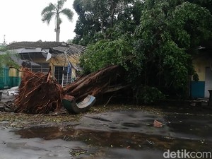 Jangan Tanam 7 Pohon Ini Dekat Rumah Sebelum Kamu Menyesal