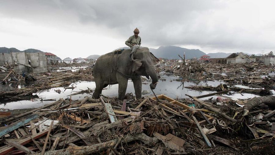FILE - In this Jan. 10, 2005 file photo, an elephant which belongs to forest ministry removes debris in Banda Aceh, Indonesia. Friday marks the 10th anniversary of one of the deadliest natural disasters in world history: a tsunami, triggered by a massive earthquake off the Indonesian coast, leaving more than 230,000 people dead in 14 countries and causing about $10 billion in damage. Countries from Indonesia to India to Africa's east coast were hit, leaving shocking scenes of death and destruction. (AP Photo/Eugene Hoshiko, File)