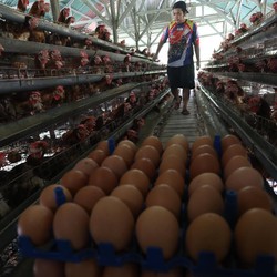 Begini Ngerinya Jika Harga Bahan Pokok Terus-terusan Naik!