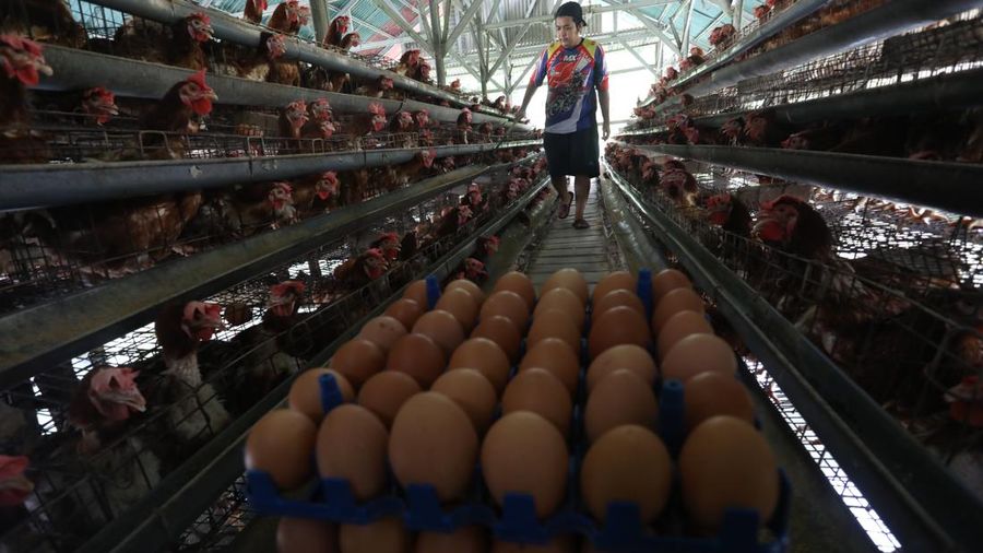 Peternak memanen telur ayam di salah satu peternakan di kawasan Gunung Sindur, Bogor, Jawa Barat, Rabu (28/12/2021). Menjelang akhir tahun mayoritas harga bahan pokok merangkak naik secara signifikan.  (վ/Andrean Kristianto)
