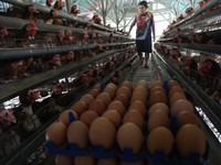 Riset: 7 Makanan Tinggi Kolesterol Ini Bagus Buat Tubuh