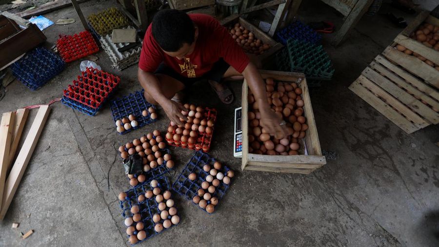 Peternak memanen telur ayam di salah satu peternakan di kawasan Gunung Sindur, Bogor, Jawa Barat, Rabu (28/12/2021). Menjelang akhir tahun mayoritas harga bahan pokok merangkak naik secara signifikan.  (CNBC Indonesia/Andrean Kristianto)
