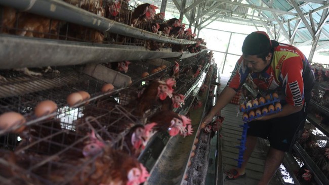 Peternak Tolak Investor Asing Masuk Industri Telur, Ini Alasannya