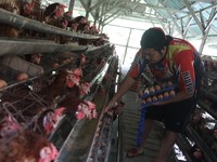 Peternak memanen telur ayam di salah satu peternakan di kawasan Gunung Sindur, Bogor, Jawa Barat, Rabu (28/12/2021). Menjelang akhir tahun mayoritas harga bahan pokok merangkak naik secara signifikan.  (CNBC Indonesia/Andrean Kristianto)