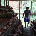 6 Juta Peternak Ayam di RI Blak-blakan Pilih Capres Ini