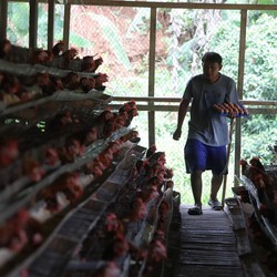 6 Juta Peternak Ayam di RI Blak-blakan Pilih Capres Ini