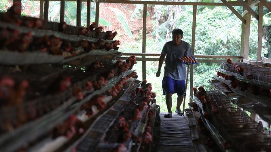 Peternak memanen telur ayam di salah satu peternakan di kawasan Gunung Sindur, Bogor, Jawa Barat, Rabu (28/12/2021). Menjelang akhir tahun mayoritas harga bahan pokok merangkak naik secara signifikan.  (CNBC Indonesia/Andrean Kristianto)