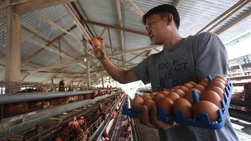 Peternak memanen telur ayam di salah satu peternakan di kawasan Gunung Sindur, Bogor, Jawa Barat, Rabu (28/12/2021). Menjelang akhir tahun mayoritas harga bahan pokok merangkak naik secara signifikan.  (CNBC Indonesia/Andrean Kristianto)