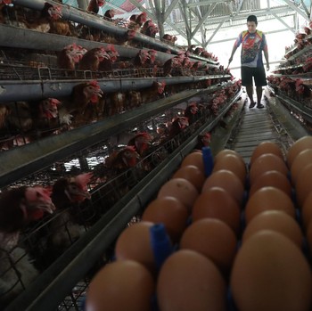 Potret Peternak Telur Ayam Kecipratan Cuan Jelang Akhir 2021