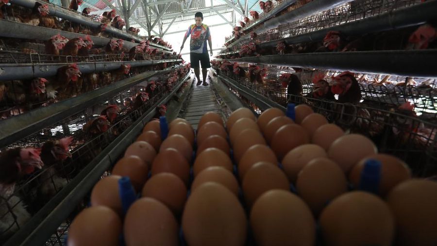 Peternak memanen telur ayam di salah satu peternakan di kawasan Gunung Sindur, Bogor, Jawa Barat, Rabu (28/12/2021). Menjelang akhir tahun mayoritas harga bahan pokok merangkak naik secara signifikan.  (CNBC Indonesia/Andrean Kristianto)