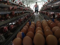 Potret Peternak Telur Ayam Kecipratan Cuan Jelang Akhir 2021