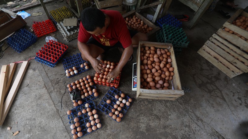 Peternak memanen telur ayam di salah satu peternakan di kawasan Gunung Sindur, Bogor, Jawa Barat, Rabu (28/12/2021). Menjelang akhir tahun mayoritas harga bahan pokok merangkak naik secara signifikan.  (CNBC Indonesia/Andrean Kristianto)