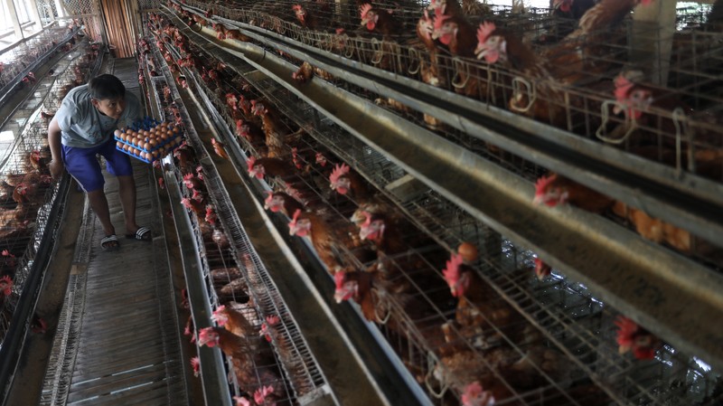 Peternak memanen telur ayam di salah satu peternakan di kawasan Gunung Sindur, Bogor, Jawa Barat, Rabu (28/12/2021). Menjelang akhir tahun mayoritas harga bahan pokok merangkak naik secara signifikan. (CNBC Indonesia/Andrean Kristianto) Peternak memanen telur ayam di salah satu peternakan di kawasan Gunung Sindur, Bogor, Jawa Barat, Rabu (28/12/2021). Menjelang akhir tahun mayoritas harga bahan pokok merangkak naik secara signifikan. (CNBC Indonesia/Andrean Kristianto)