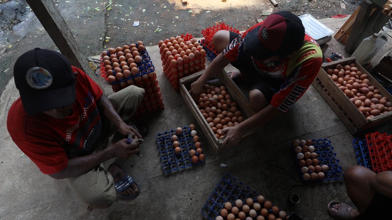 Peternak memanen telur ayam di salah satu peternakan di kawasan Gunung Sindur, Bogor, Jawa Barat, Rabu (28/12/2021). Menjelang akhir tahun mayoritas harga bahan pokok merangkak naik secara signifikan. (CNBC Indonesia/Andrean Kristianto) Peternak memanen telur ayam di salah satu peternakan di kawasan Gunung Sindur, Bogor, Jawa Barat, Rabu (28/12/2021). Menjelang akhir tahun mayoritas harga bahan pokok merangkak naik secara signifikan. (CNBC Indonesia/Andrean Kristianto)
