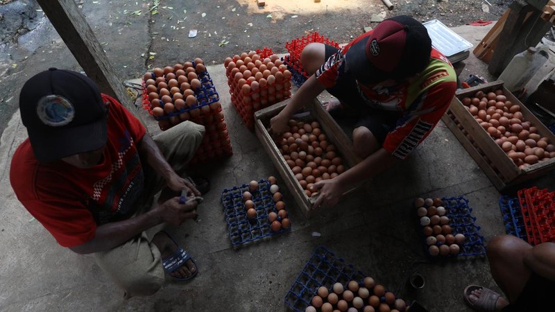 Peternak memanen telur ayam di salah satu peternakan di kawasan Gunung Sindur, Bogor, Jawa Barat, Rabu (28/12/2021). Menjelang akhir tahun mayoritas harga bahan pokok merangkak naik secara signifikan.  (CNBC Indonesia/Andrean Kristianto)