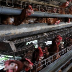 6 Juta Peternak Ayam & 50 Ribu Pewarteg Pilih Capres Ini