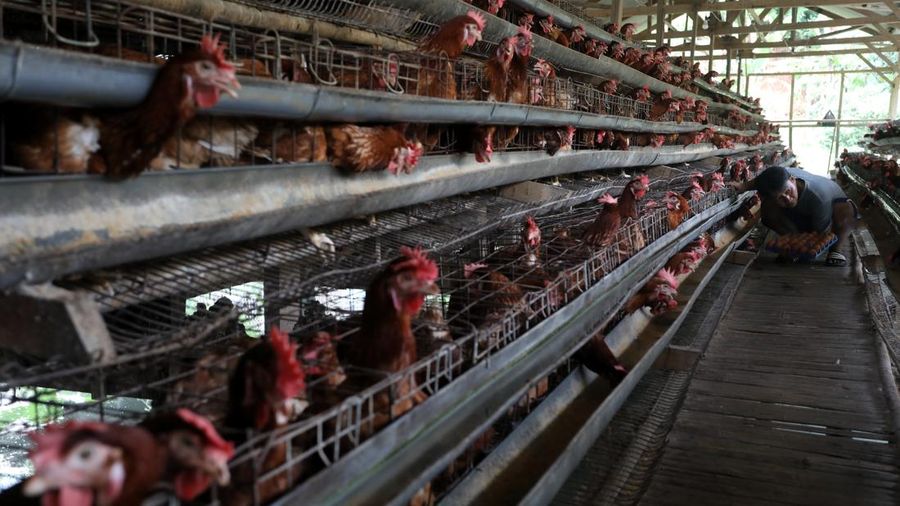 Peternak memanen telur ayam di salah satu peternakan di kawasan Gunung Sindur, Bogor, Jawa Barat, Rabu (28/12/2021). Menjelang akhir tahun mayoritas harga bahan pokok merangkak naik secara signifikan.  (CNBC Indonesia/Andrean Kristianto)