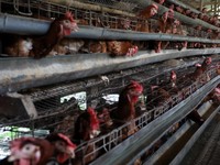6 Juta Peternak Ayam & 50 Ribu Pewarteg Pilih Capres Ini