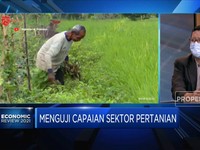 Menguji Capaian Sektor Pertanian Hadapi Pandemi