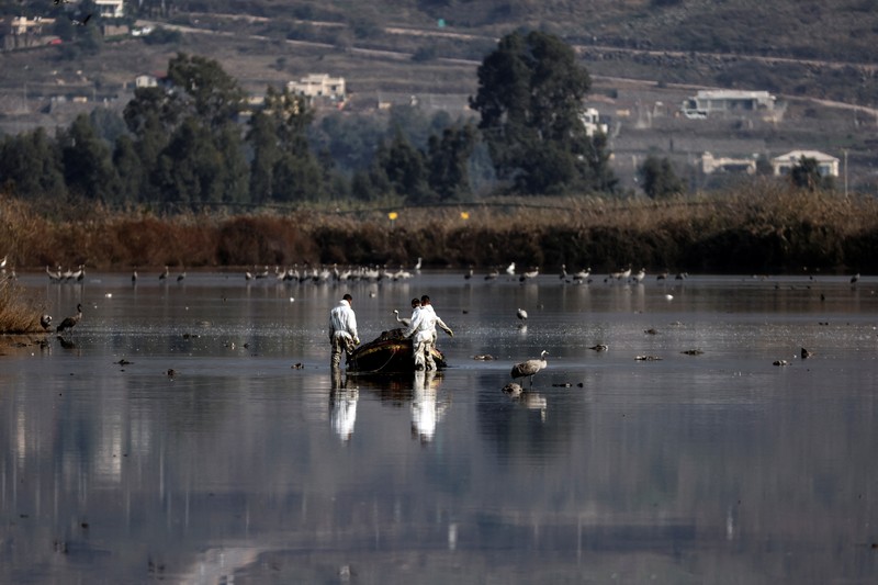 Pekerja dari Kementerian Pertanian dan Pembangunan Pedesaan memindahkan burung bangau yang mati menyusul wabah flu burung dari danau cagar alam, yang merupakan tujuan migrasi burung di Lembah Hula, Israel utara (2/1/2022). (REUTERS/Ronen Zvulun)